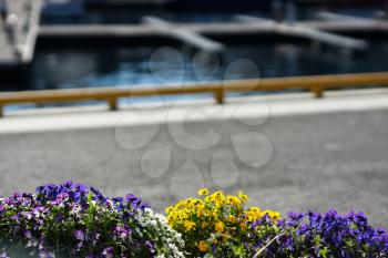 Quay flowers on ship parking backdrop hd