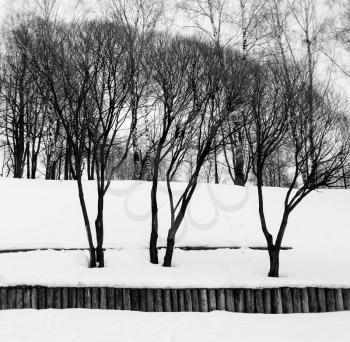 Square black and white three winter trees background backdrop