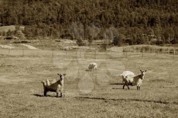 Sepia Norway sheep on farm background hd