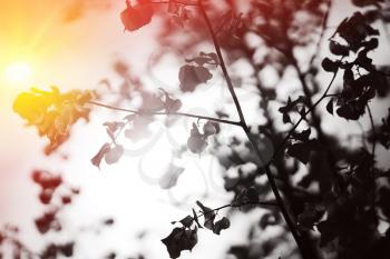 Tree branches in sunlight with light leak background hd