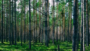 Horizontal vivid symmetric forest wood composition background backdrop