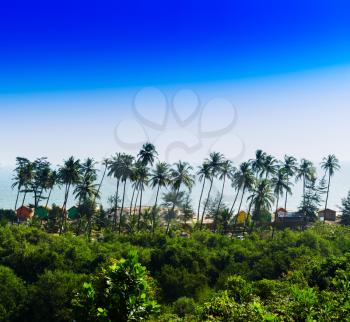 Square vivid palm jungle beach landscape background backdrop