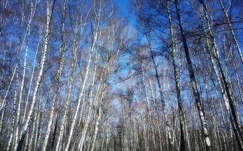 Vibrant spring birch forest landscape background hd