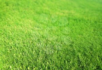Green grass lawn with bokeh texture background