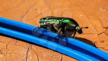 Green bug closeup