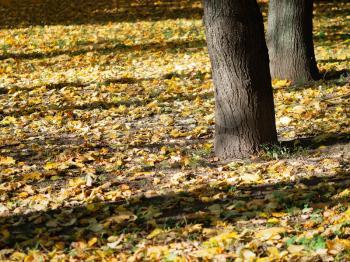 Autumn tree trunks in park landscape background