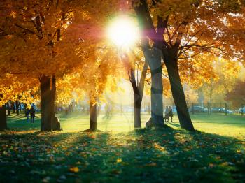 Dramatic sunset in park during fall background