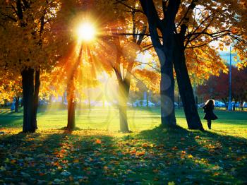 Dramatic sunset in autumn park background