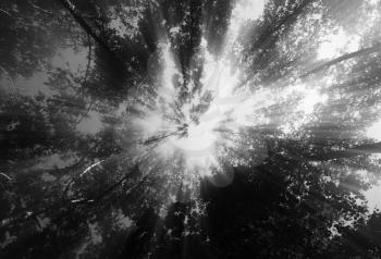 Sun rays over black and white forest background