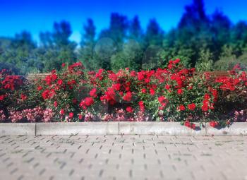 Red flowers on summer street background