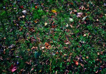Autumn leaves on green lawn texture background
