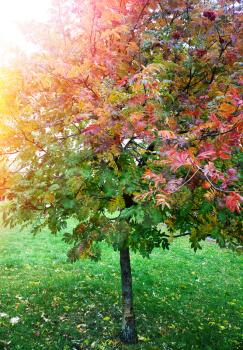 Vertical autumn tree with dramatic light leak landscape background