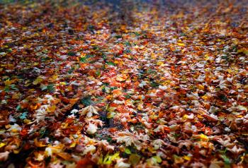 Autumn lawn vivid bokeh background