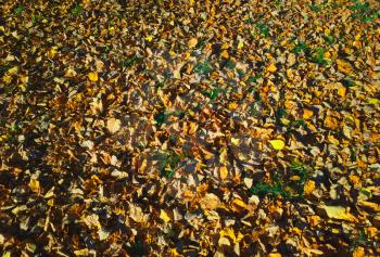 Autumn carpet of orange leaves background