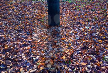 Centered tree trunk on autumn lawn background