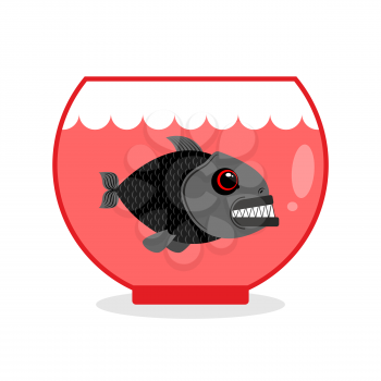 Piranha in Aquarium. Dangerous Home sea creature. Wild Predator at home. Wicked toothy fish in captivity.