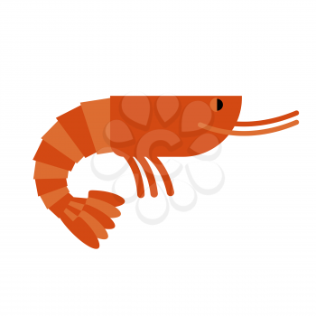 Shrimp. Marine cancroid. Boiled shrimp delicacy. Cooked Orange shrimp on white background.
