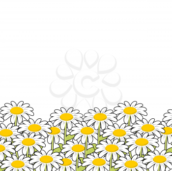 Chamomile. White flowers summer meadow. Beautiful wild flowers. Summer landscape and flowers.
