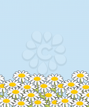 Chamomile landscape. Flowers and blue sky. White beautiful wild flowers. Flower meadow.
