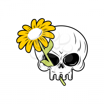 Skull and Chamomile. White flower and death. head of  skeleton and  plant.
