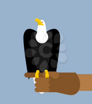 Eagle hunting. Bald eagle on his arm. Trained wild bird of prey. Hawk sitting on glove
