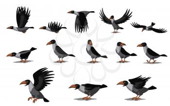 Set of Crow and Raven images. Digital painting  full color cartoon style illustration isolated on white background.