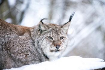 Eurasian Lynx in a Winter Forest. Daytime in a Lithuanian forest. Close up