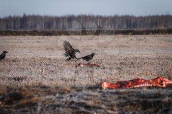 Two Black Crows Eating Carrion on a Field