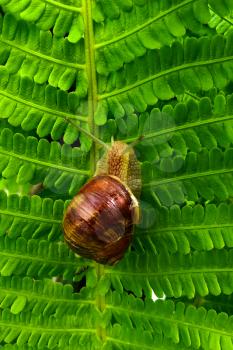 Snail on a tree in the garden. Close-up with green plant background