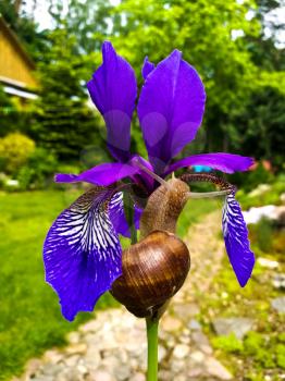Snail on a Purple Iris flower. Close-up