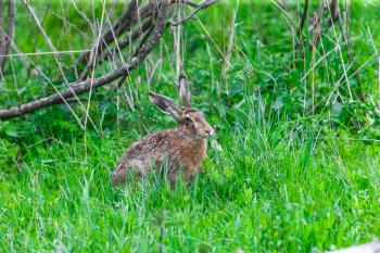 European Hare Feeding on Grass in a Spring Day