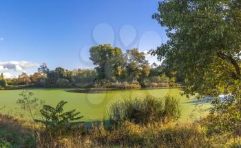 Panoramic view of the Old dirty green pond covered with duckweed and mud in a summer day