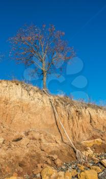 Bare tree on the slope near the sea shore on a sunny summer day