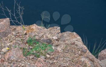 Snake on Radon Lake in a place of flooded granite quarry near the Southern Bug river in Mygiya village, Ukraine