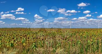Wind generators in a sunflower field against a cloudy sky near the Ancient greek colony Olbia in Ukraine on a sunny summer day
