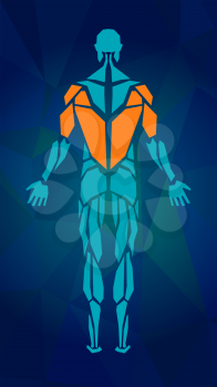Polygonal anatomy of male muscular system, exercise and muscle guide. Human muscle vector art, back view. Vector illustration