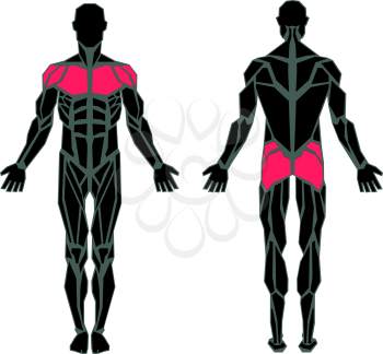 Polygonal anatomy of male muscular system, exercise and muscle guide. Human muscle vector art, front view, back view. Vector illustration