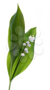 Lilly of the valley isolated on white background