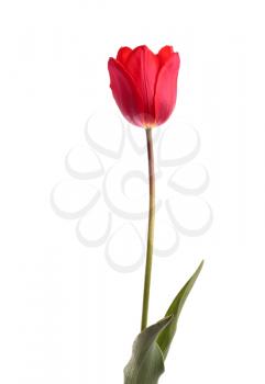Red tulip flower isolated on white background