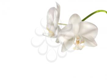 Beautiful white orchid flowers isolated on white background