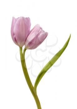 Purple twin tulip isolated on white background