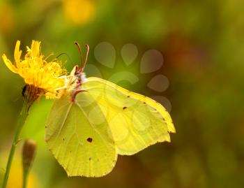 Brimstone butterfly sitting on a yellow flower
