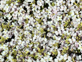 White wall cress flowers for background
