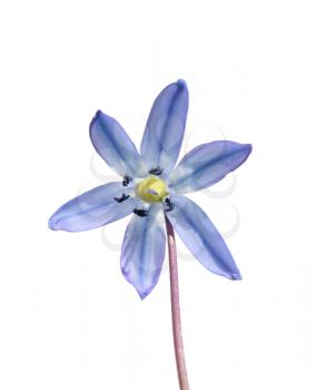 Closeup of Siberian Squill (Scilla siberica) isolated on white background.