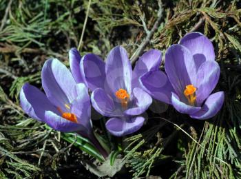 Beautiful spring violet crocus flowers in soil over the coniferous branches