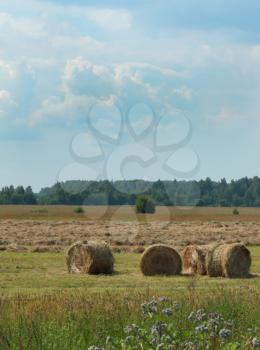 Haystacks during the haymaking