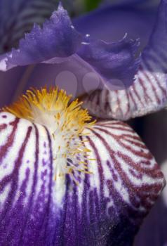 Closeup purple iris bloom