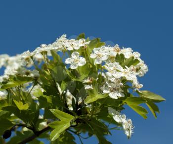 Hawthorn flowers over the blue sky background