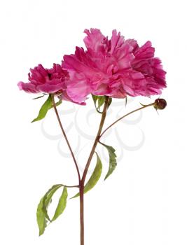 Pink peony flowers with button isolated on white background