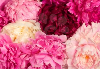 Different color peonies  for background